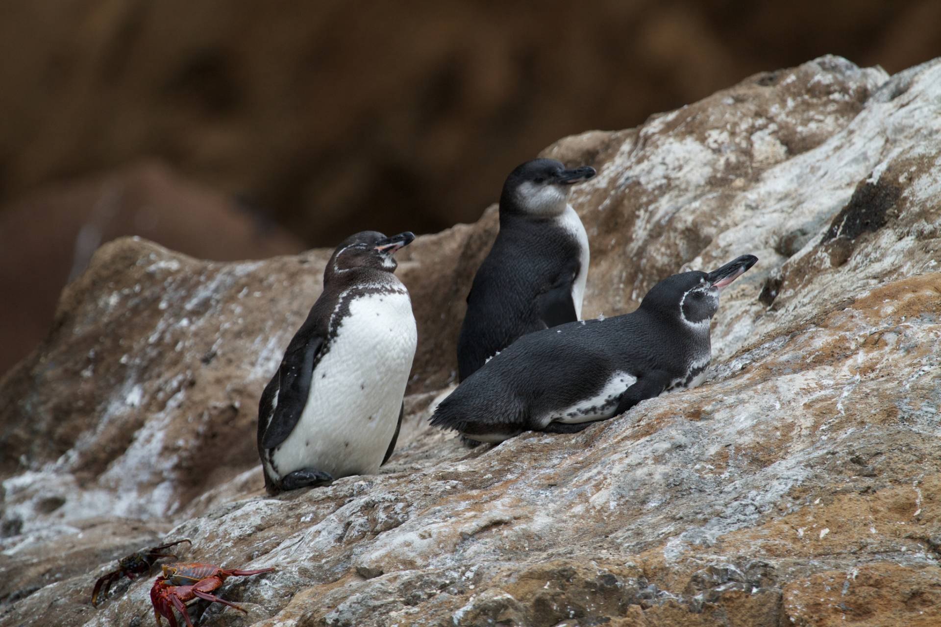 destinatii pentru iubitorii de natura galapagos 2